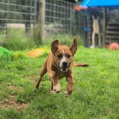 Enlarge Cowboy, a Adoptable mixed breed in Dover, AR image 2/3