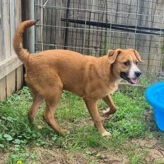 Enlarge Cowboy, a Adoptable mixed breed in Dover, AR image 3/3