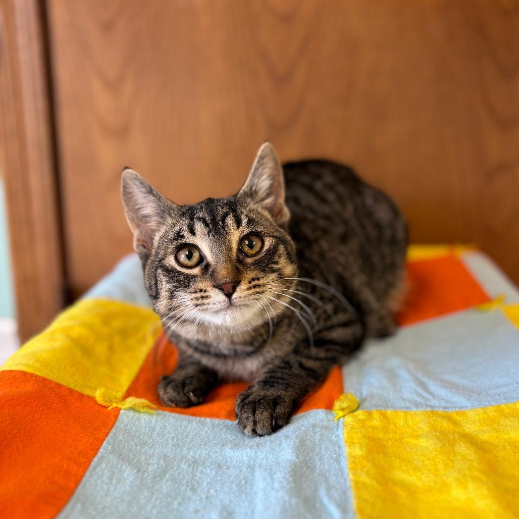 Streisand--In Foster, Adoptable, Kitten Male Domestic Short Hair.
