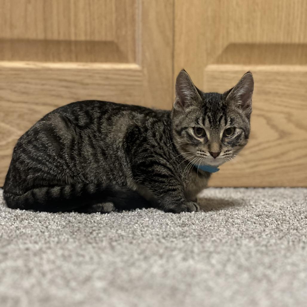 Enlarge Streisand--In Foster, a Adoptable Domestic Short Hair in Fargo, ND image 2/6