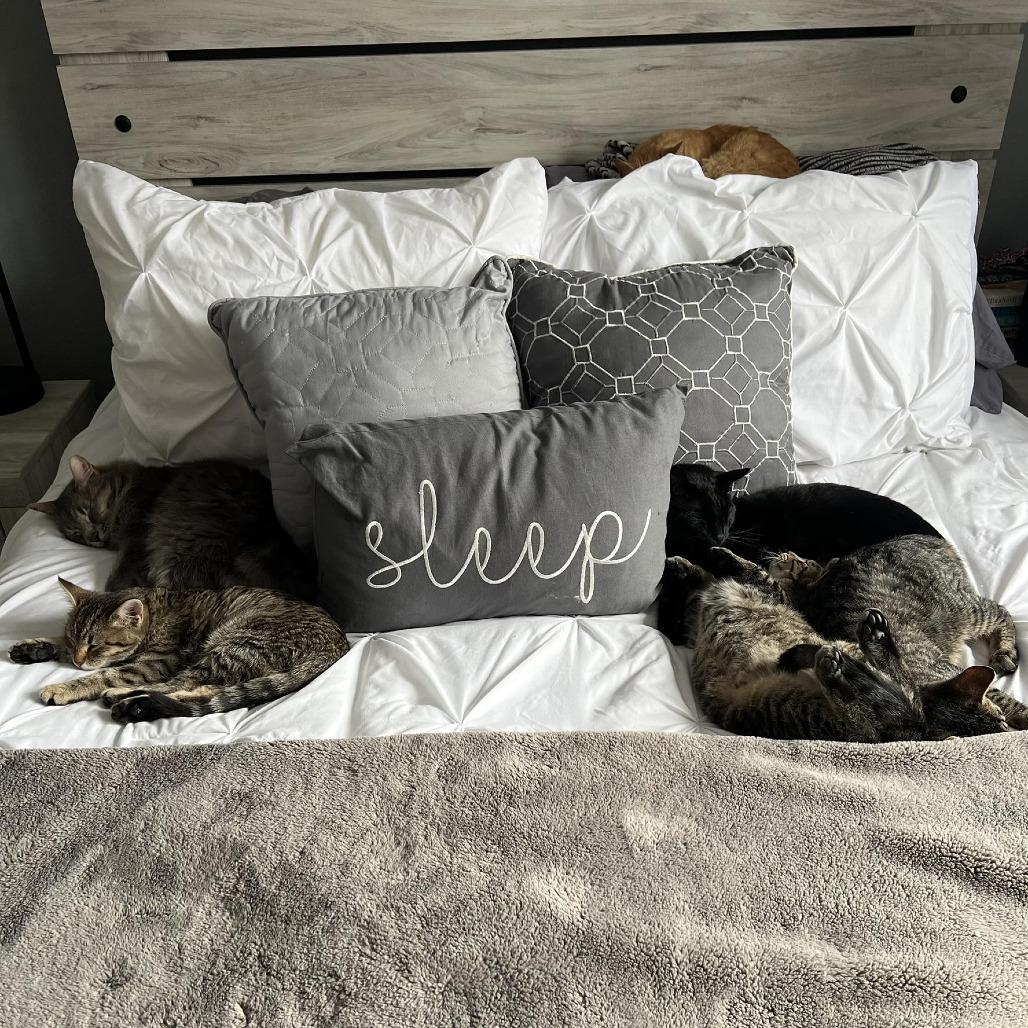 Enlarge Streisand--In Foster, a Adoptable Domestic Short Hair in Fargo, ND image 3/6