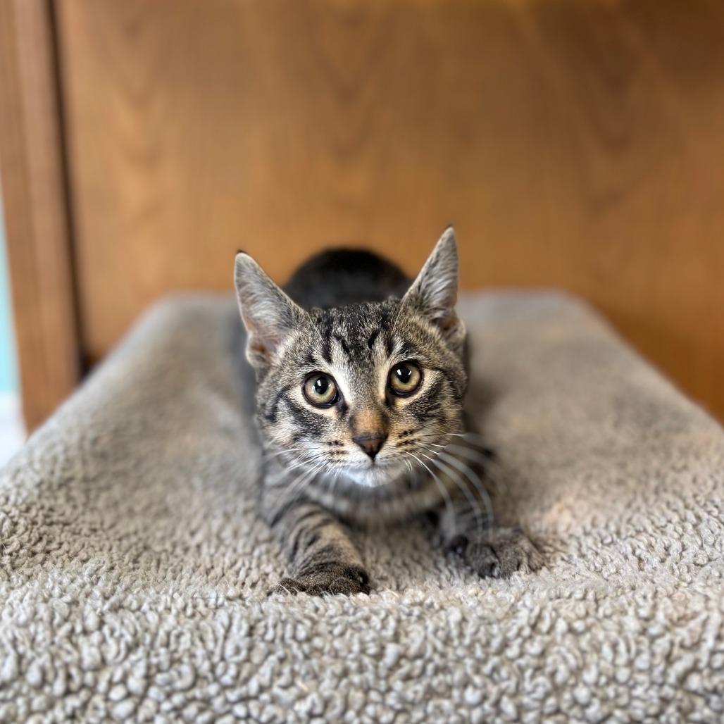 Enlarge Streisand--In Foster, a Adoptable Domestic Short Hair in Fargo, ND image 4/6