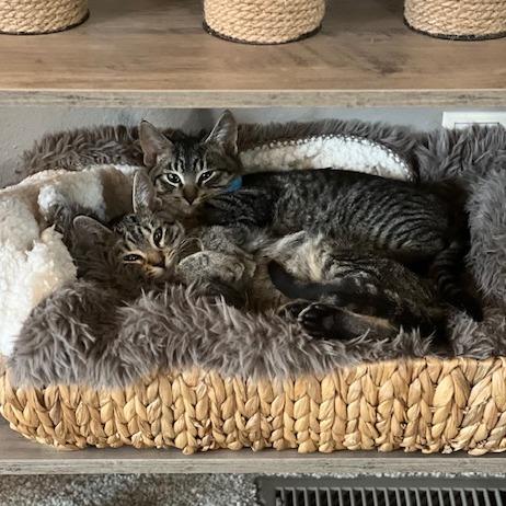 Enlarge Streisand--In Foster, a Adoptable Domestic Short Hair in Fargo, ND image 5/6