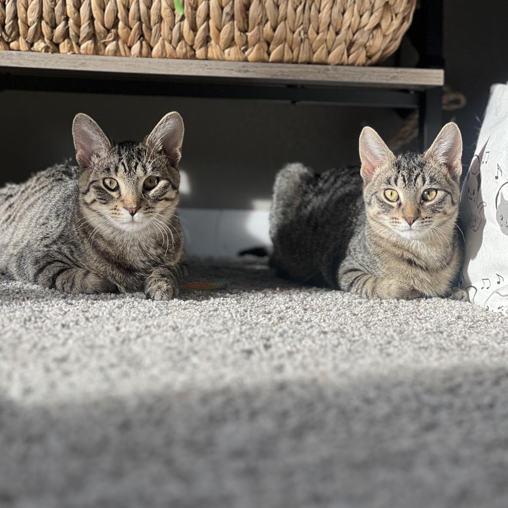 Enlarge Streisand--In Foster, a Adoptable Domestic Short Hair in Fargo, ND image 6/6