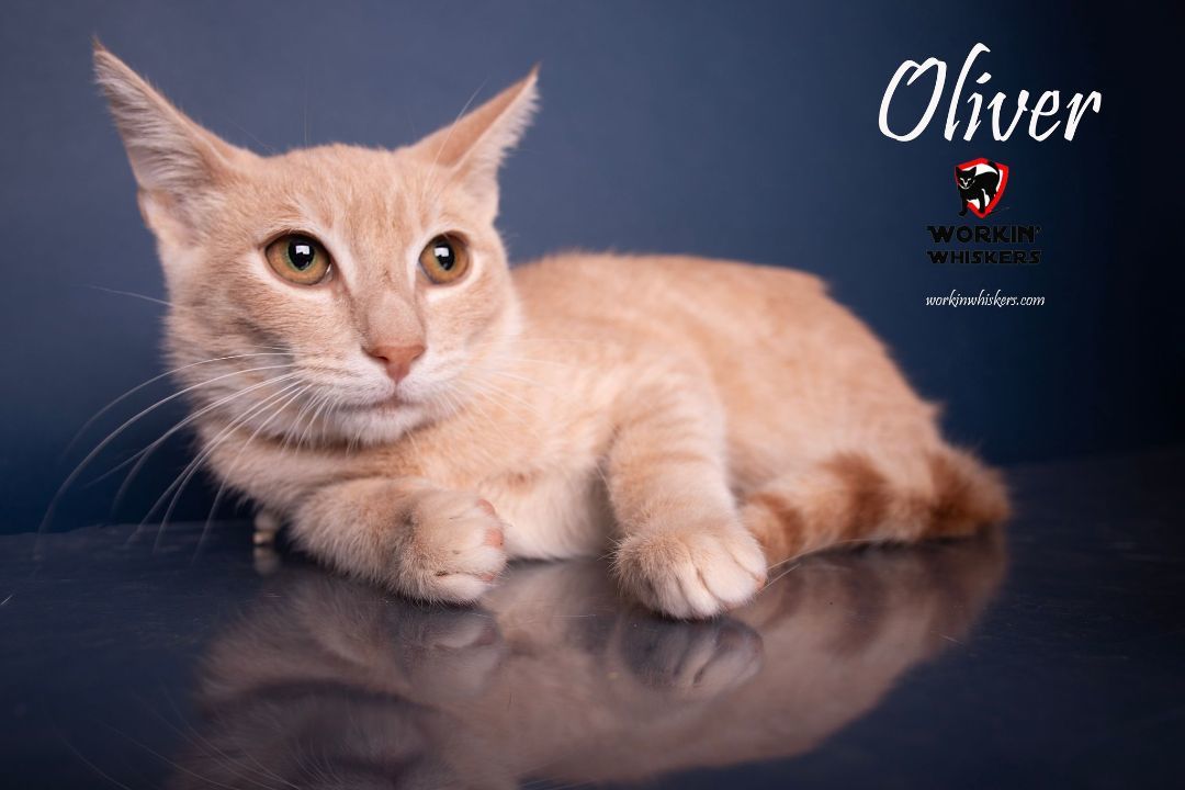 Enlarge OLIVER, a Adoptable mixed breed in HEMET, CA image 6/6