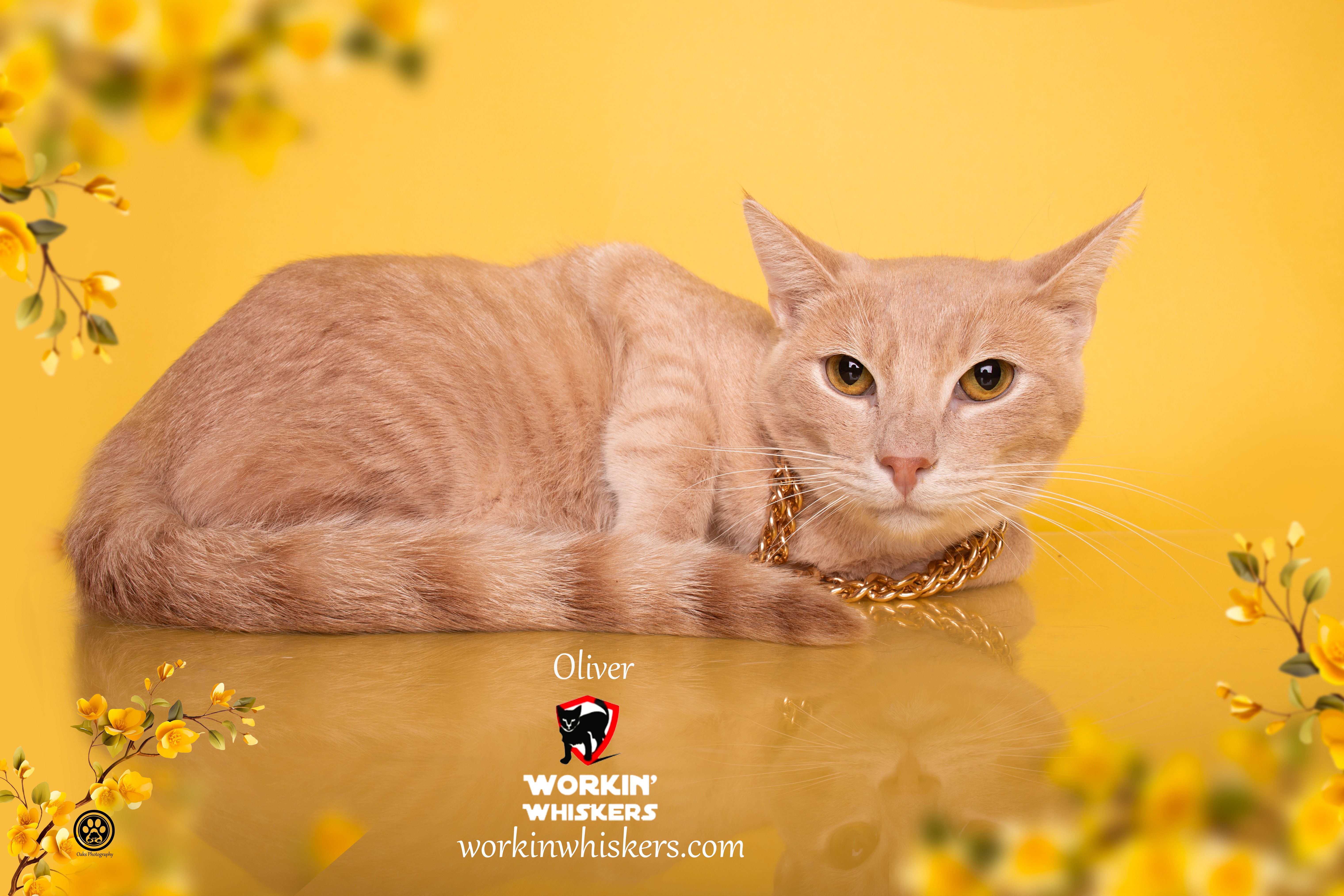 Enlarge OLIVER, a Adoptable mixed breed in HEMET, CA image 1/6