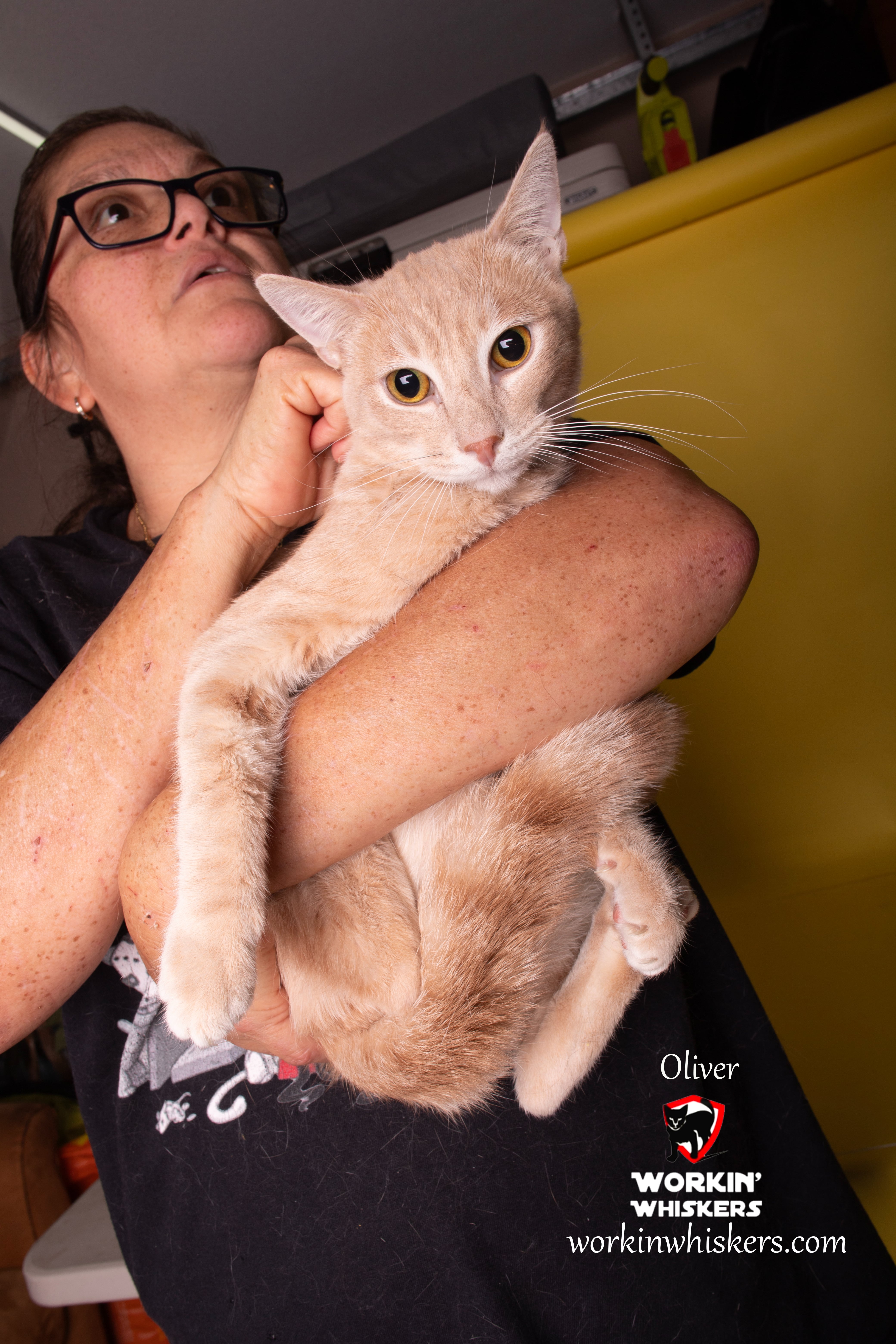 OLIVER photo 3