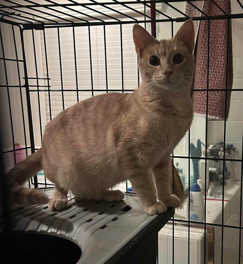 Enlarge OLIVER, a Adoptable mixed breed in HEMET, CA image 3/6