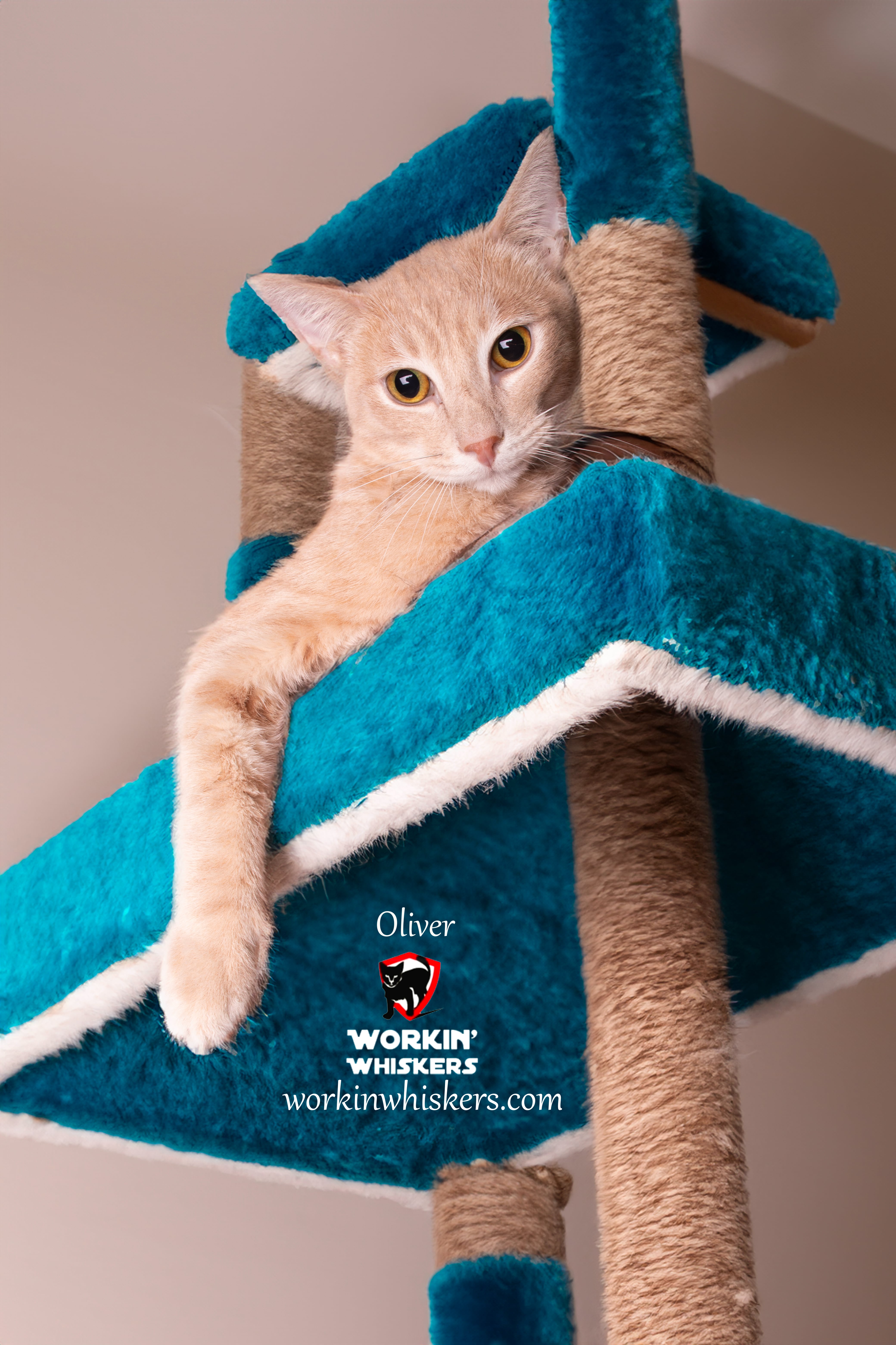 Enlarge OLIVER, a Adoptable mixed breed in HEMET, CA image 4/6