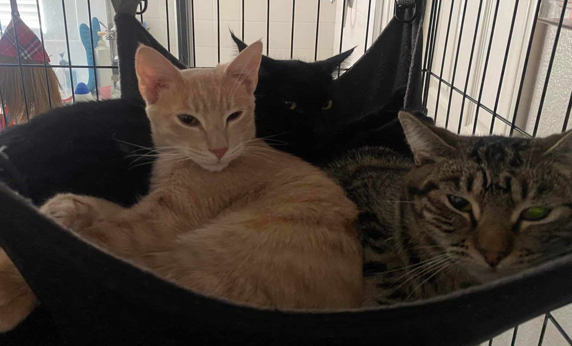 Enlarge OLIVER, a Adoptable mixed breed in HEMET, CA image 5/6