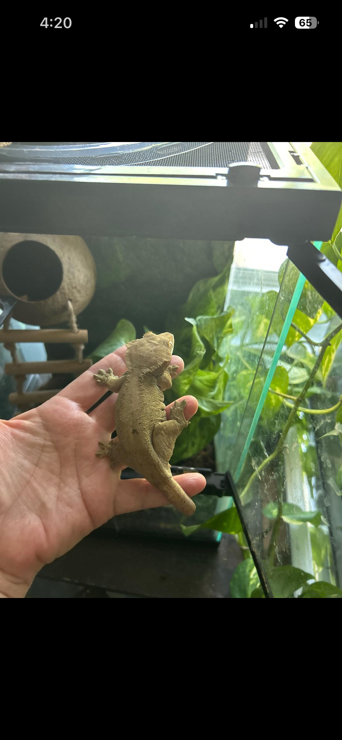 Sparkles the Crested Gecko, a ADOPTABLE Gecko in Concord, CA image 2/2