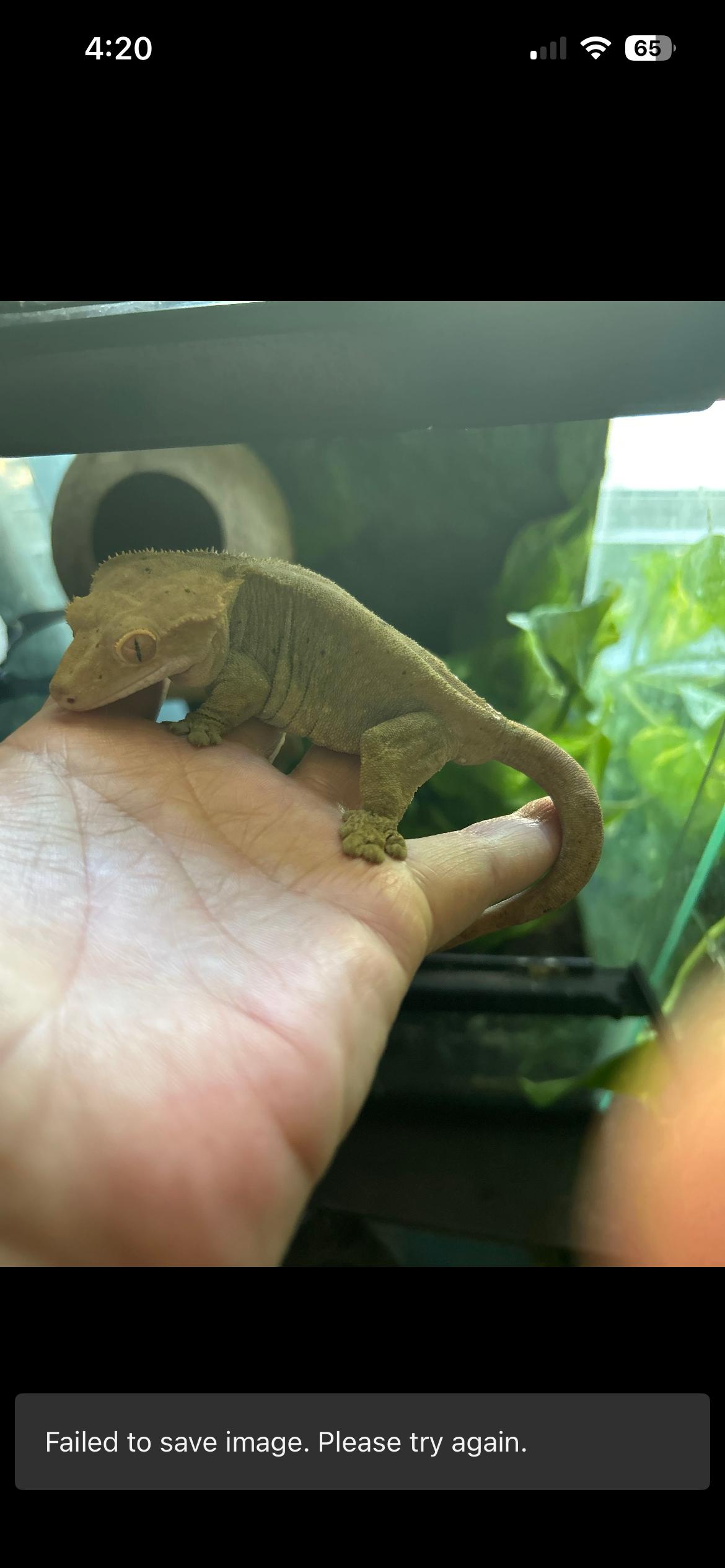 Sparkles the Crested Gecko, ADOPTABLE, Adult Female Gecko.