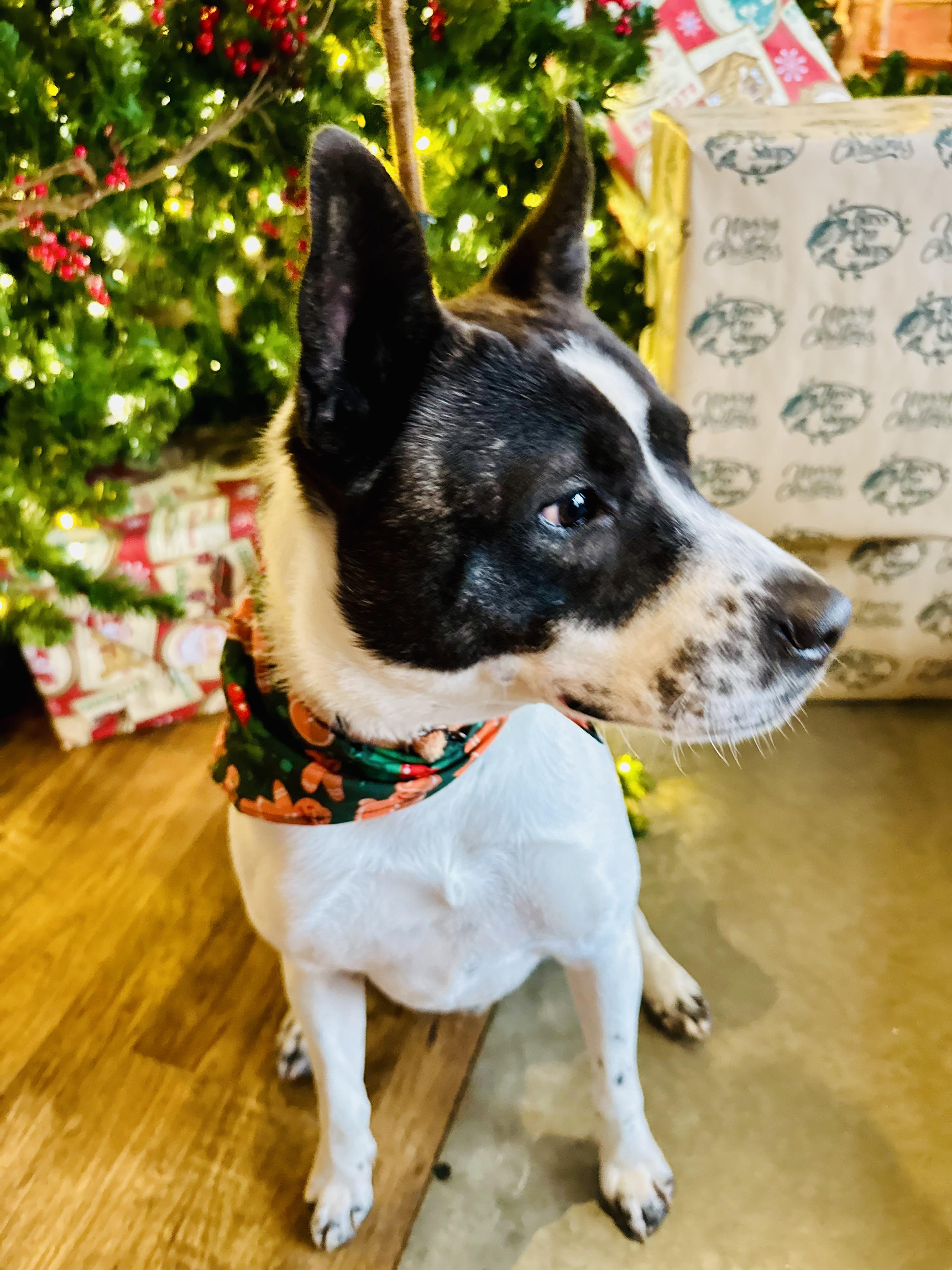 STONE, Adoptable, Young Male Cattle Dog.