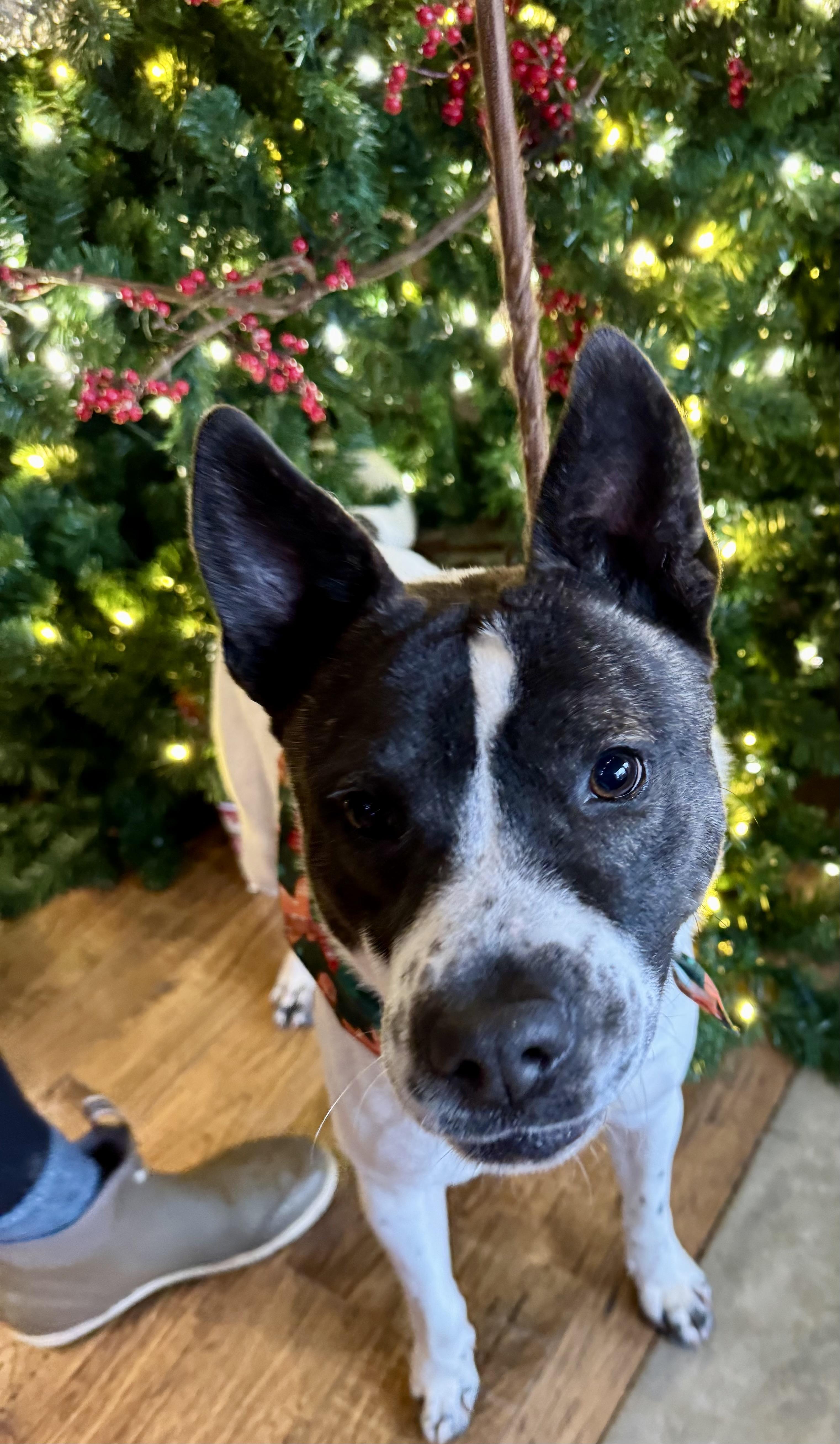 Enlarge STONE, a Adoptable mixed breed in Newborn, GA image 2/6