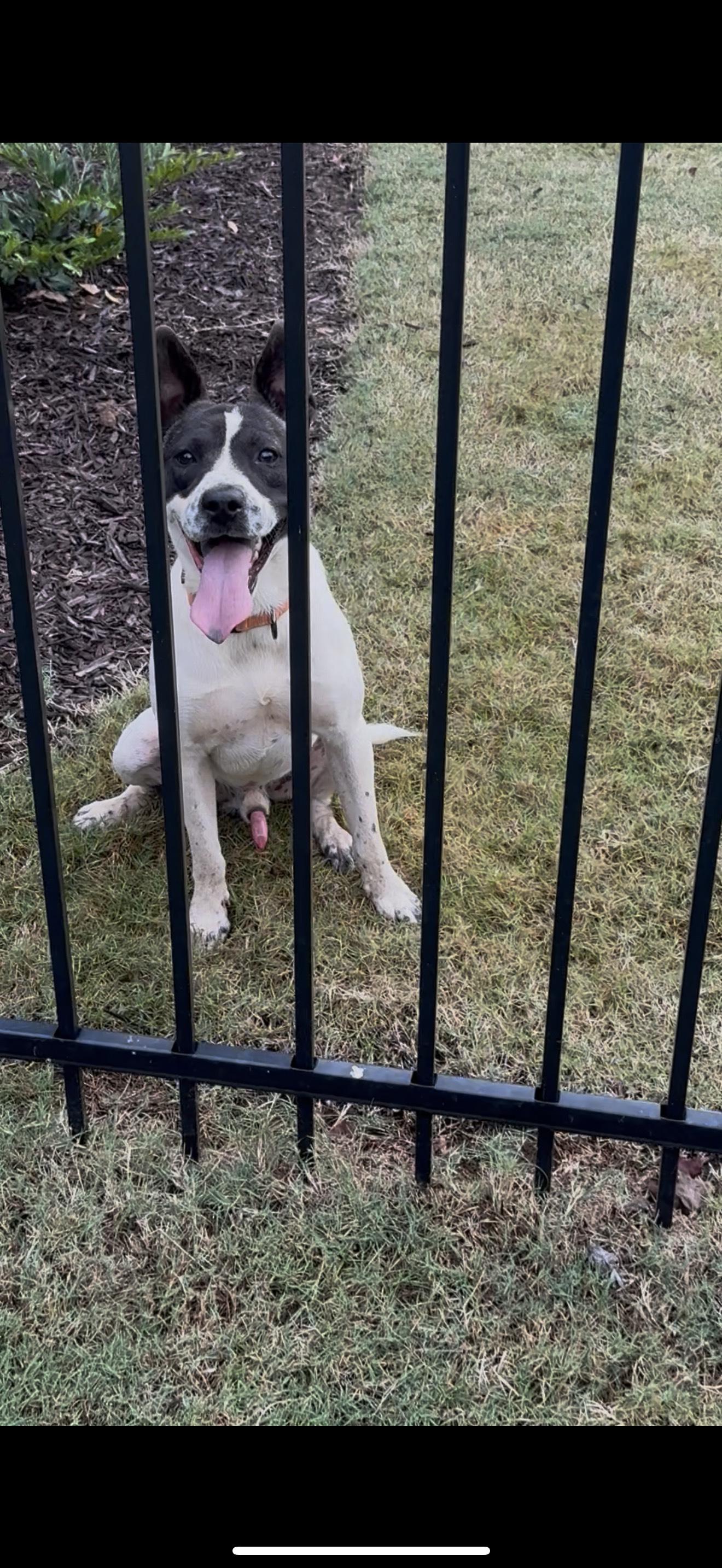 Enlarge STONE, a Adoptable mixed breed in Newborn, GA image 1/6