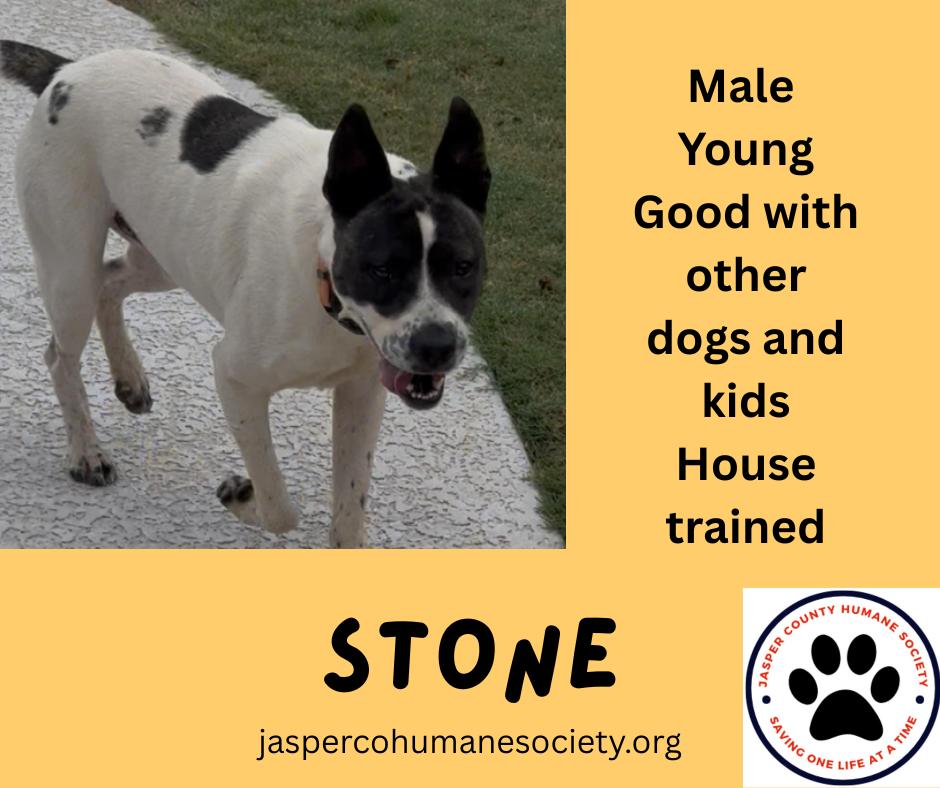 Enlarge STONE, a Adoptable mixed breed in Newborn, GA image 2/6