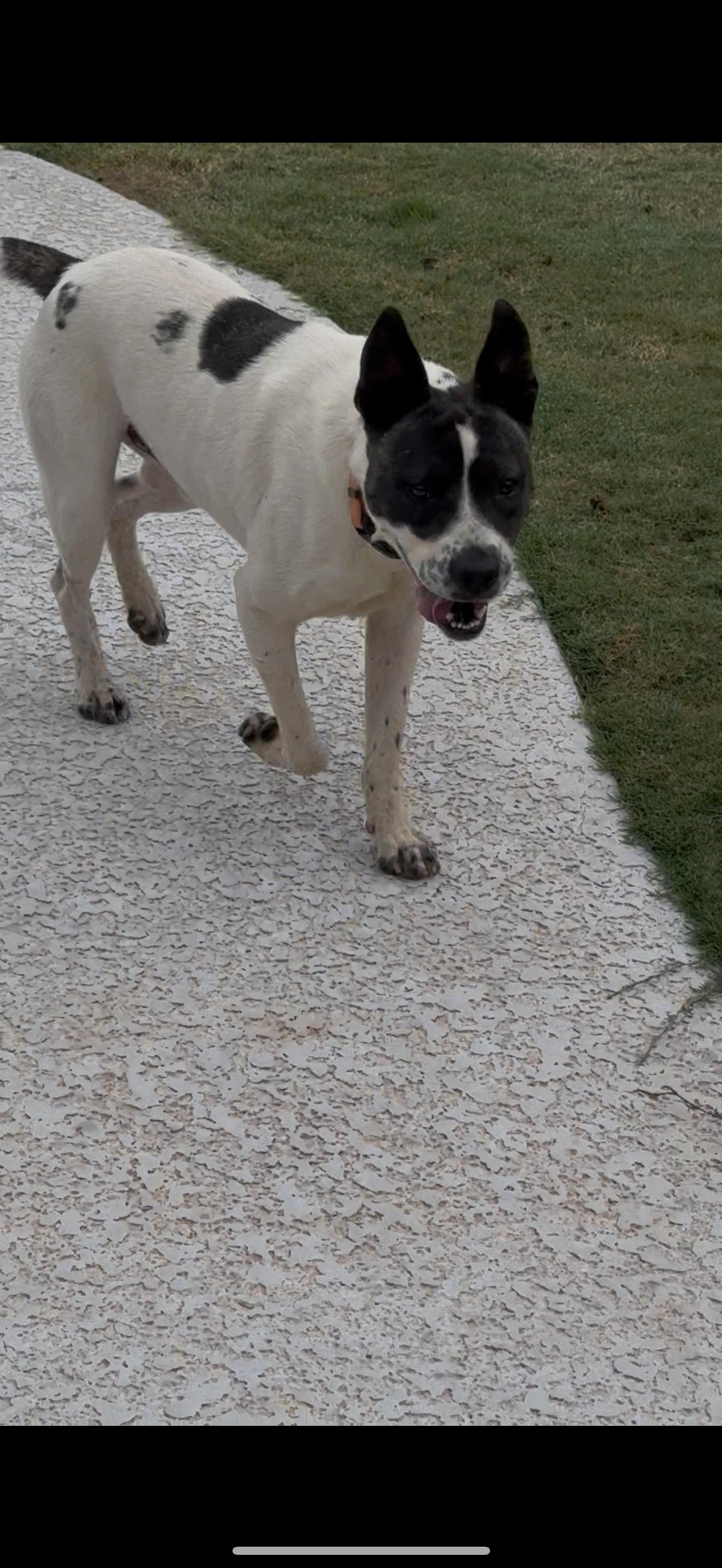 Enlarge STONE, a Adoptable mixed breed in Newborn, GA image 6/6