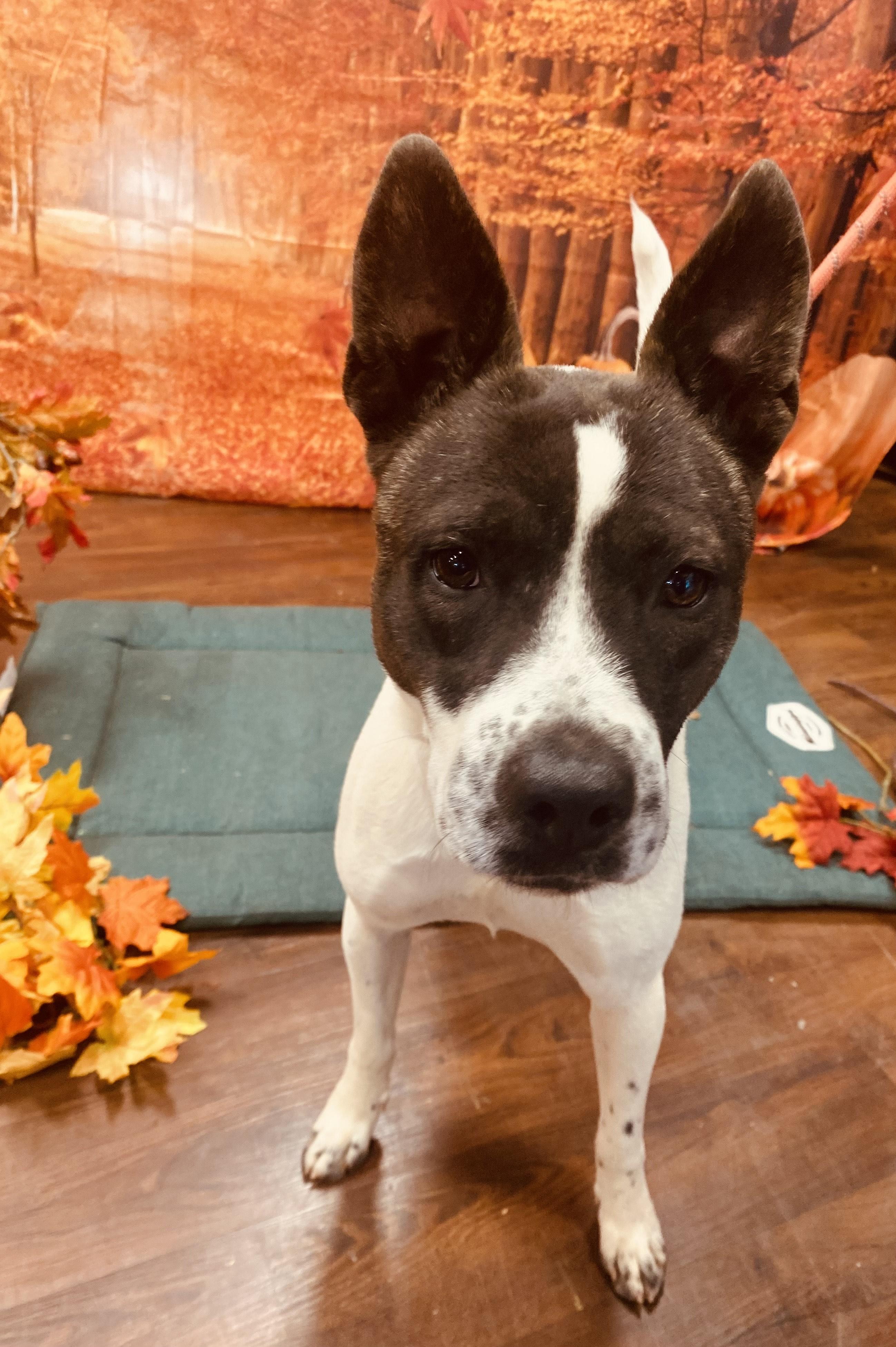 STONE, Adoptable, Young Male Cattle Dog.