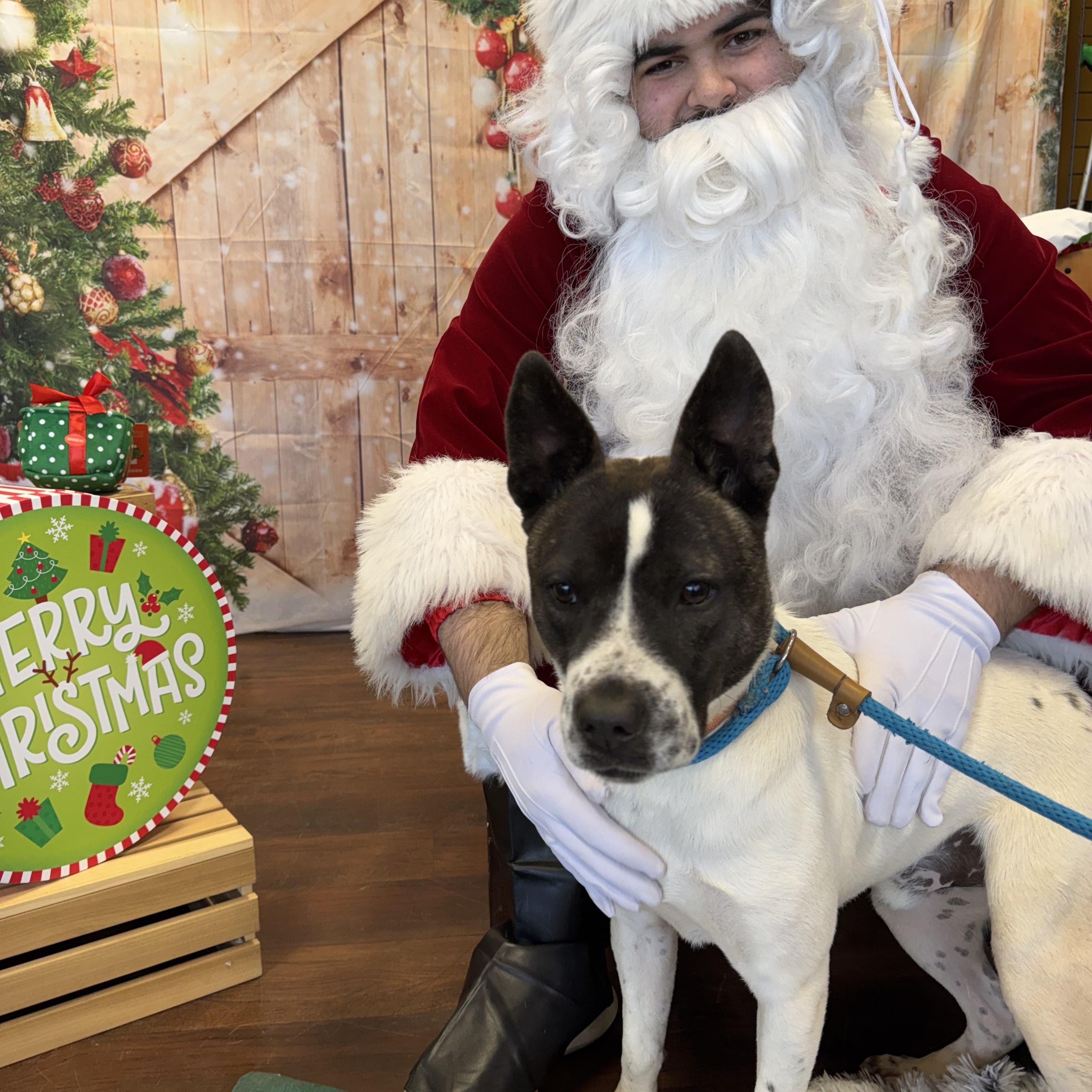 Enlarge STONE, a Adoptable mixed breed in Newborn, GA image 5/6