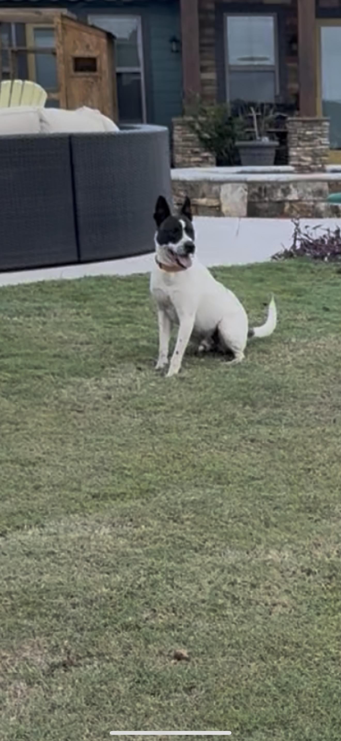 Enlarge STONE, a Adoptable mixed breed in Newborn, GA image 4/6