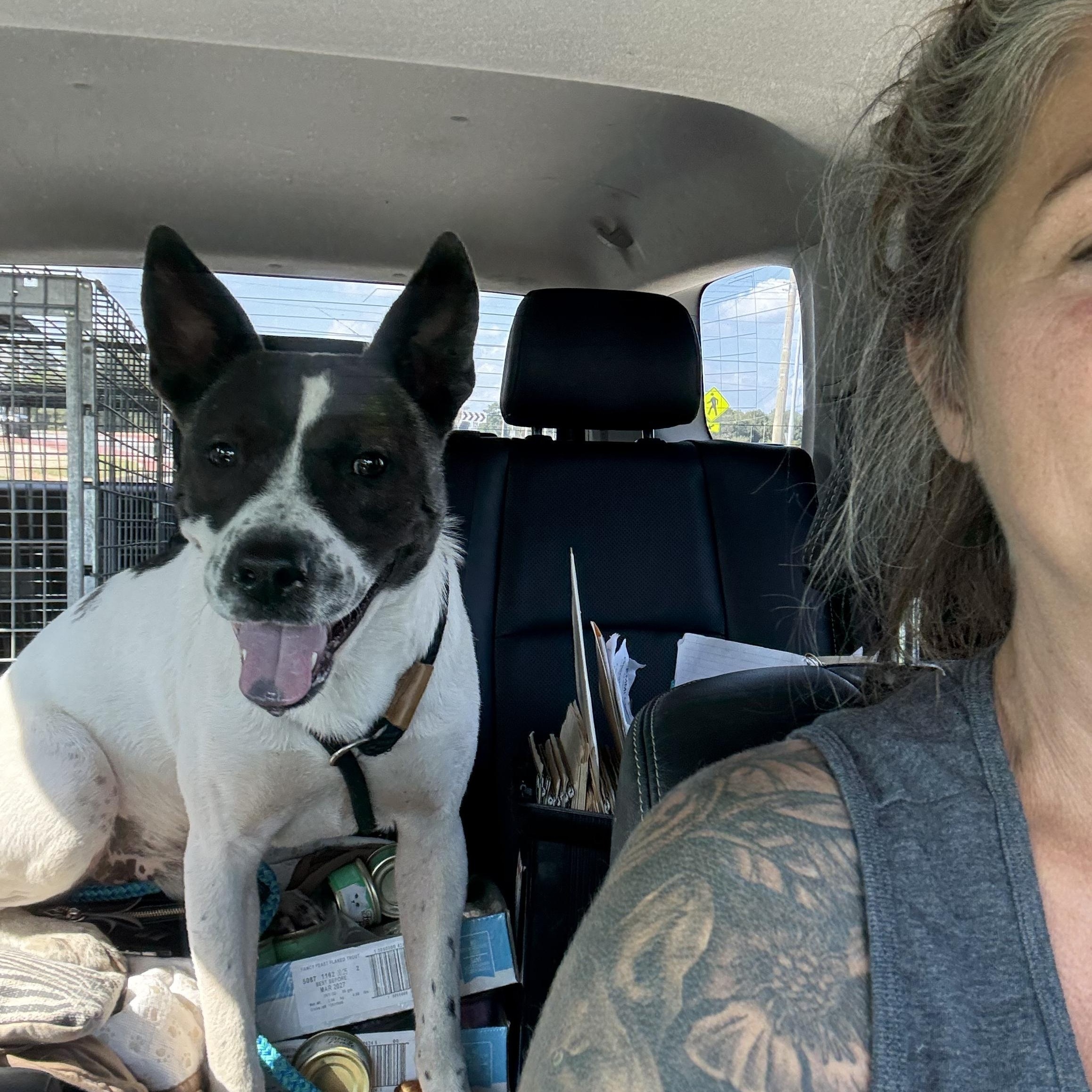 Enlarge STONE, a Adoptable mixed breed in Newborn, GA image 5/6