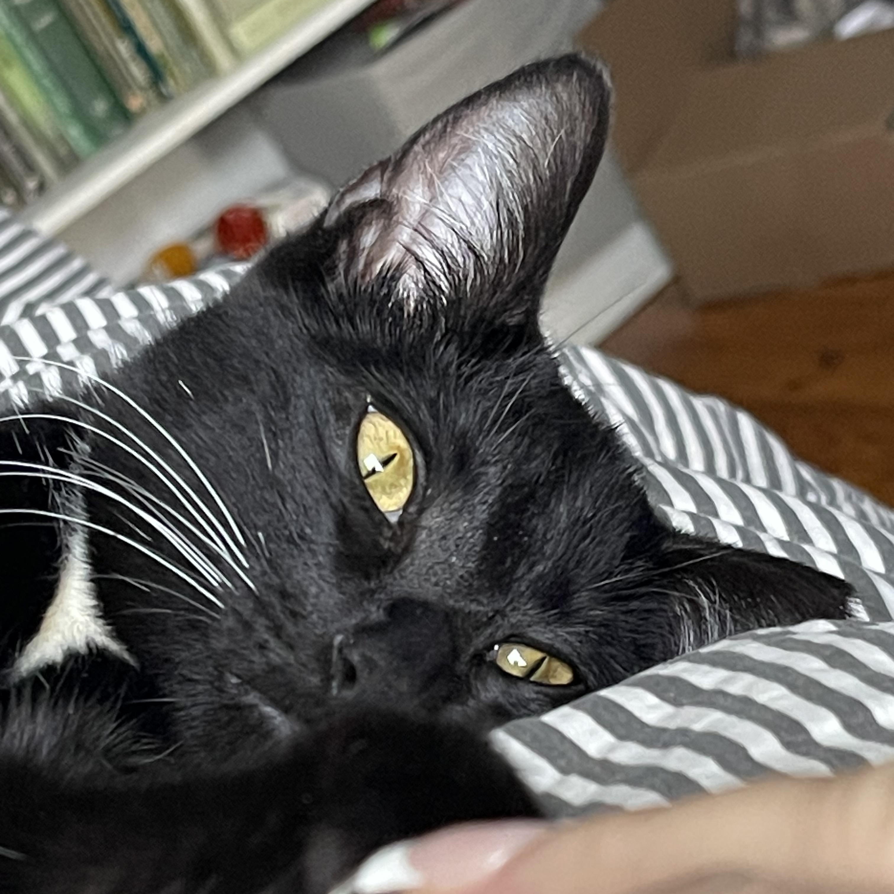 Enlarge Slim Pickens, a Adopted Tuxedo in Atlanta, GA image 1/6