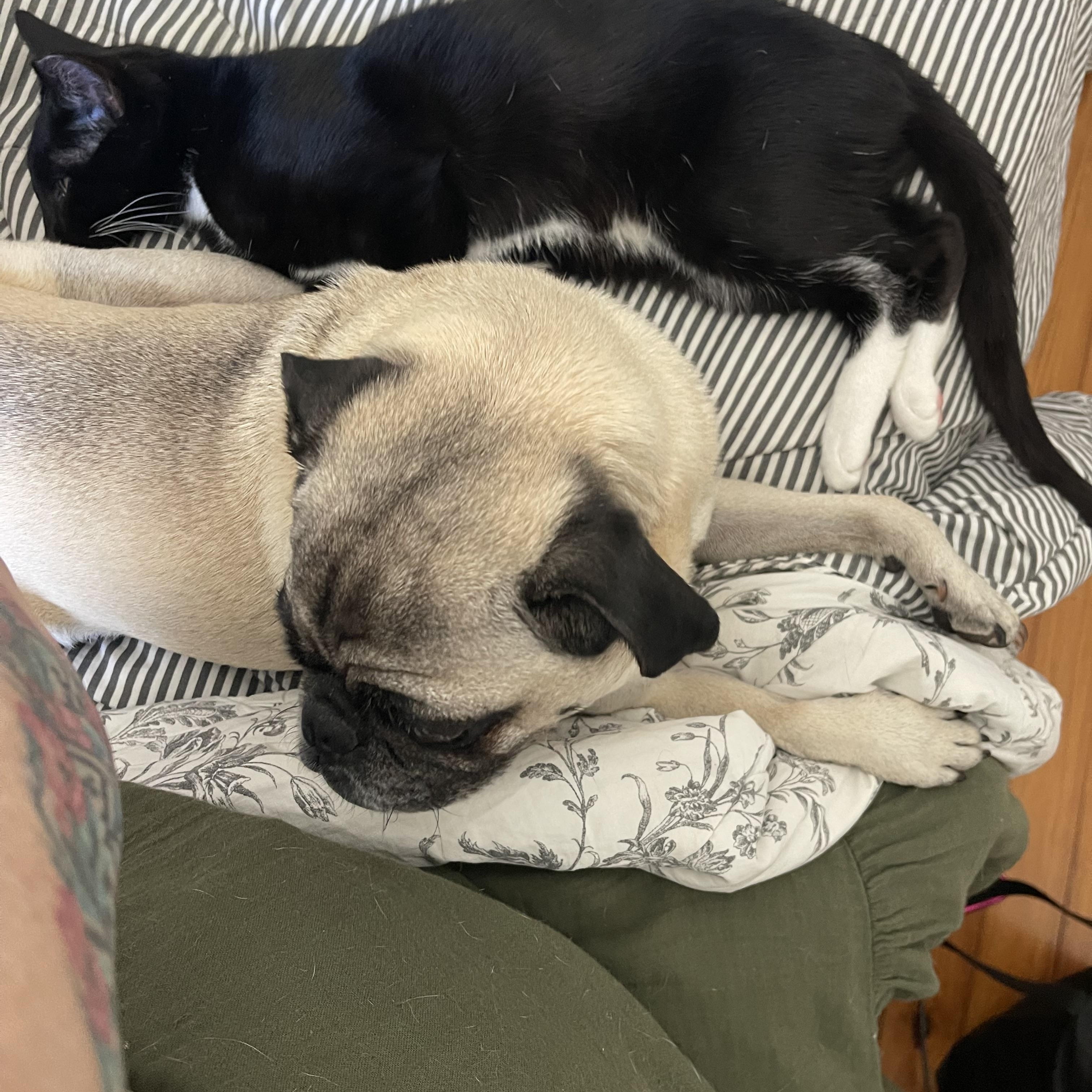 Enlarge Slim Pickens, a Adopted Tuxedo in Atlanta, GA image 3/6