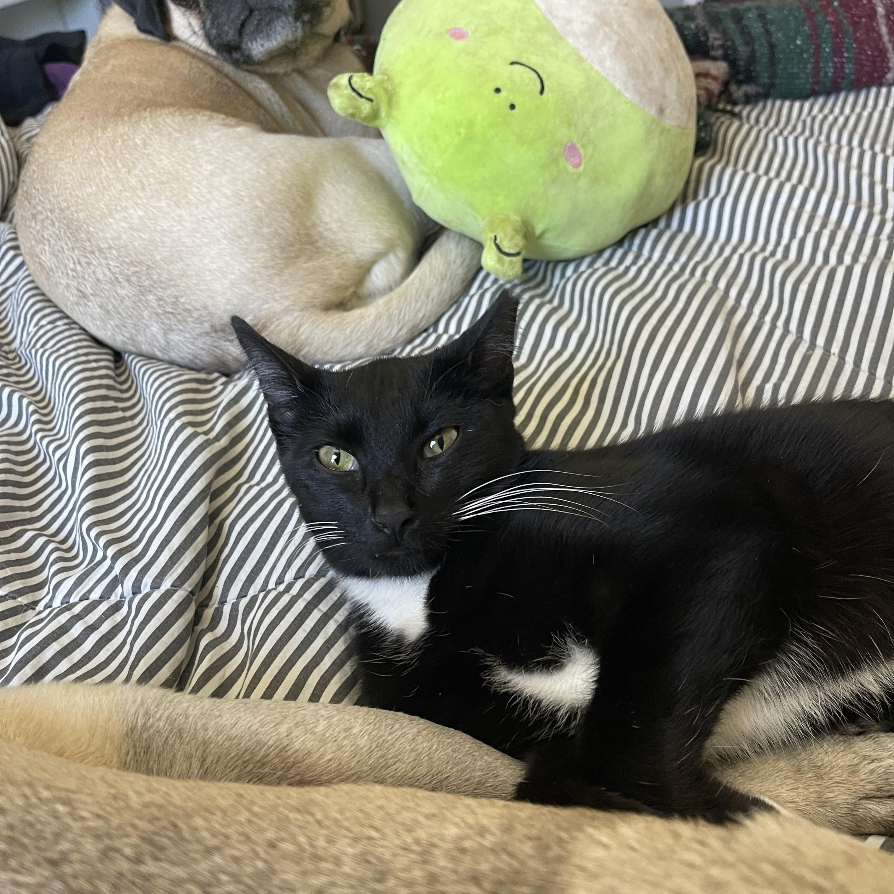 Slim Pickens, Adopted, Kitten Male Tuxedo.