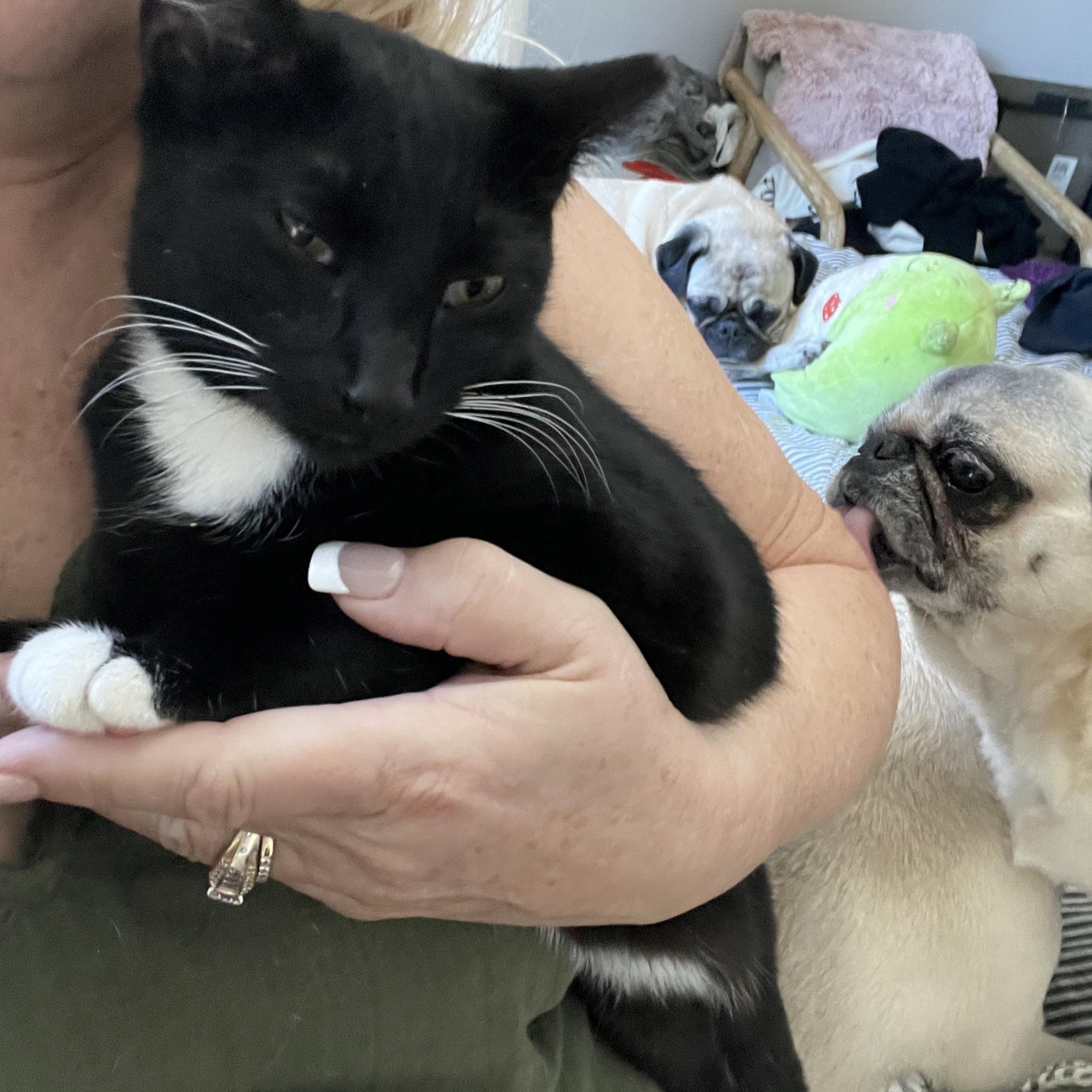 Enlarge Slim Pickens, a Adopted Tuxedo in Atlanta, GA image 5/6