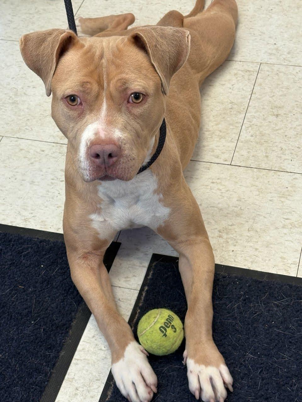 Aniyah, an adopted Pit Bull Terrier in Trenton, NJ image 2/3