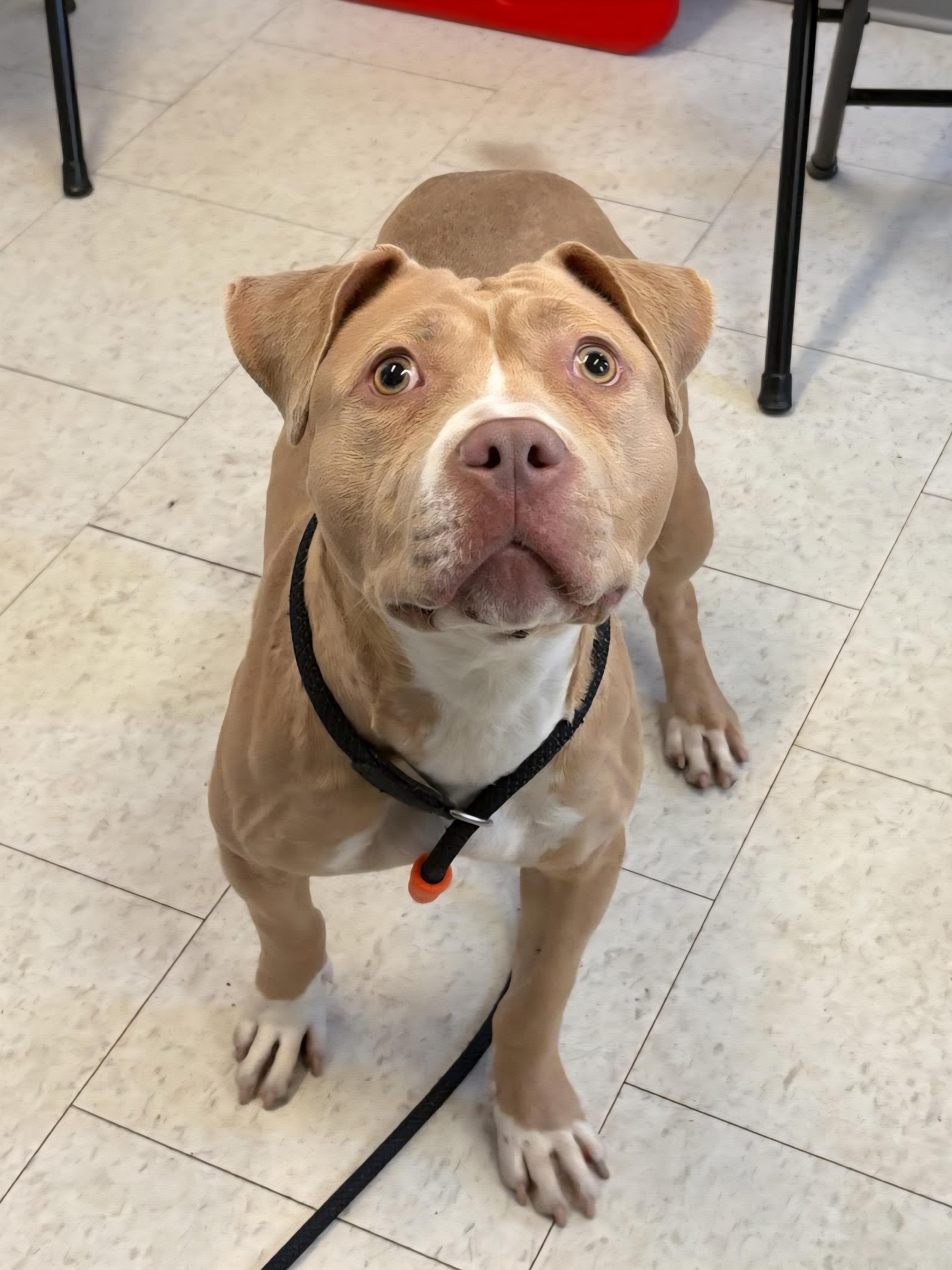 Aniyah, an adopted Pit Bull Terrier in Trenton, NJ image 1/3