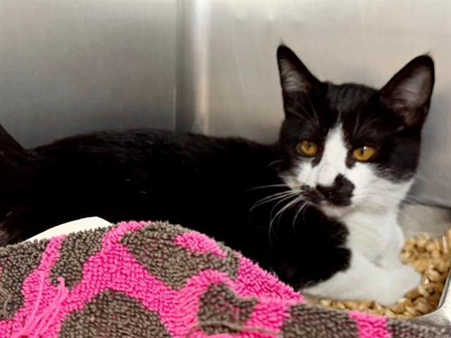 CHEYENNE, Adoptable, Kitten Female Domestic Short Hair.