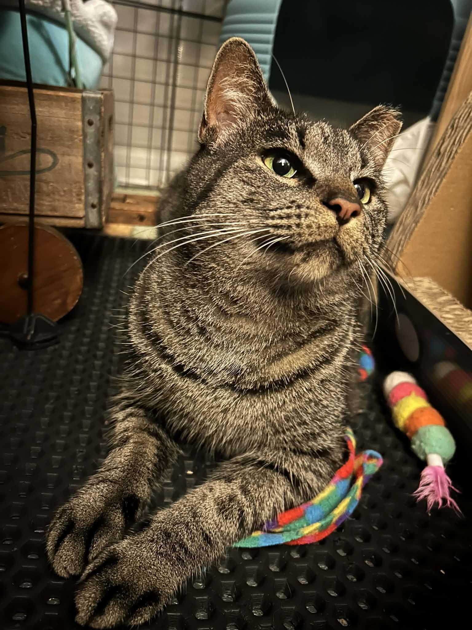 Zeke, a Adoptable Domestic Short Hair in Royal Oak, MI image 1/5