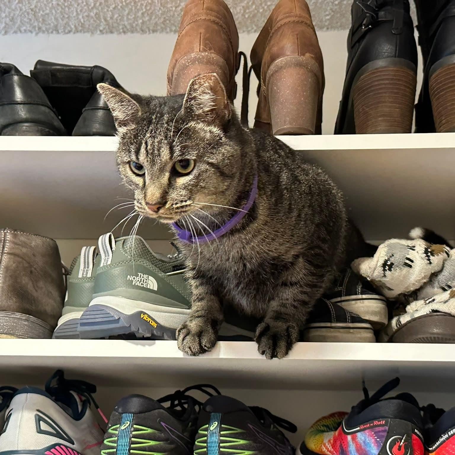 Zeke, a Adoptable Domestic Short Hair in Royal Oak, MI image 4/5