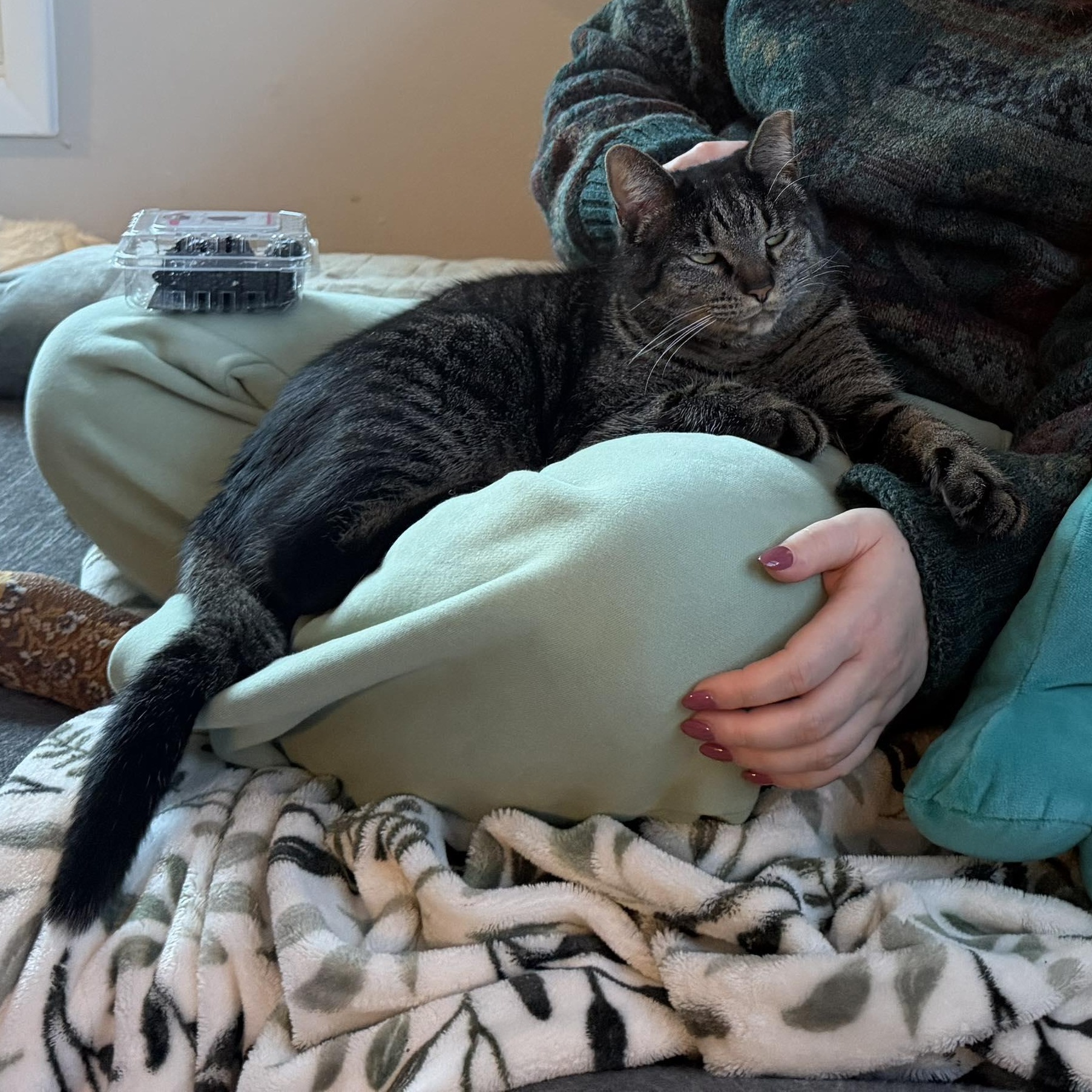 Enlarge Zeke, a Adoptable Domestic Short Hair in Royal Oak, MI image 6/6