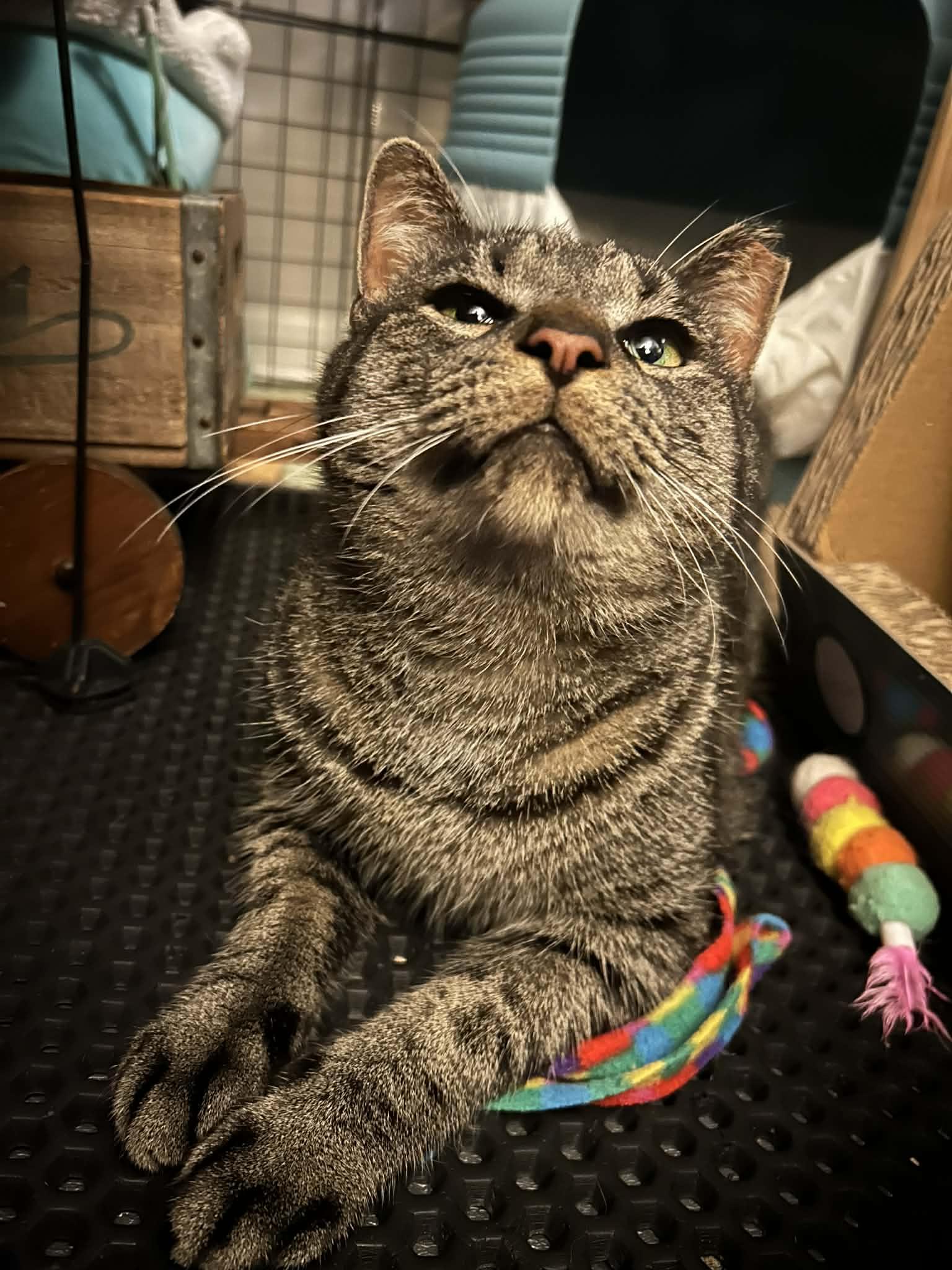 Zeke, a Adoptable Domestic Short Hair in Royal Oak, MI image 3/5