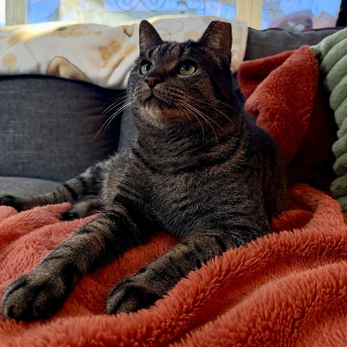 Enlarge Zeke, a Adoptable Domestic Short Hair in Royal Oak, MI image 1/6