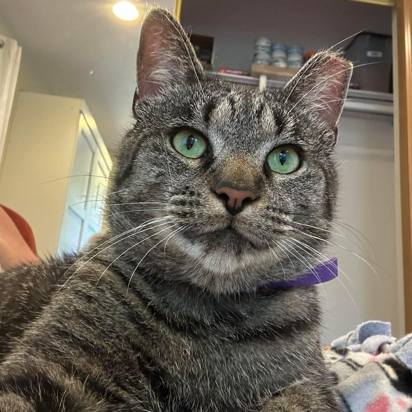 Zeke, a Adoptable Domestic Short Hair in Royal Oak, MI image 5/5