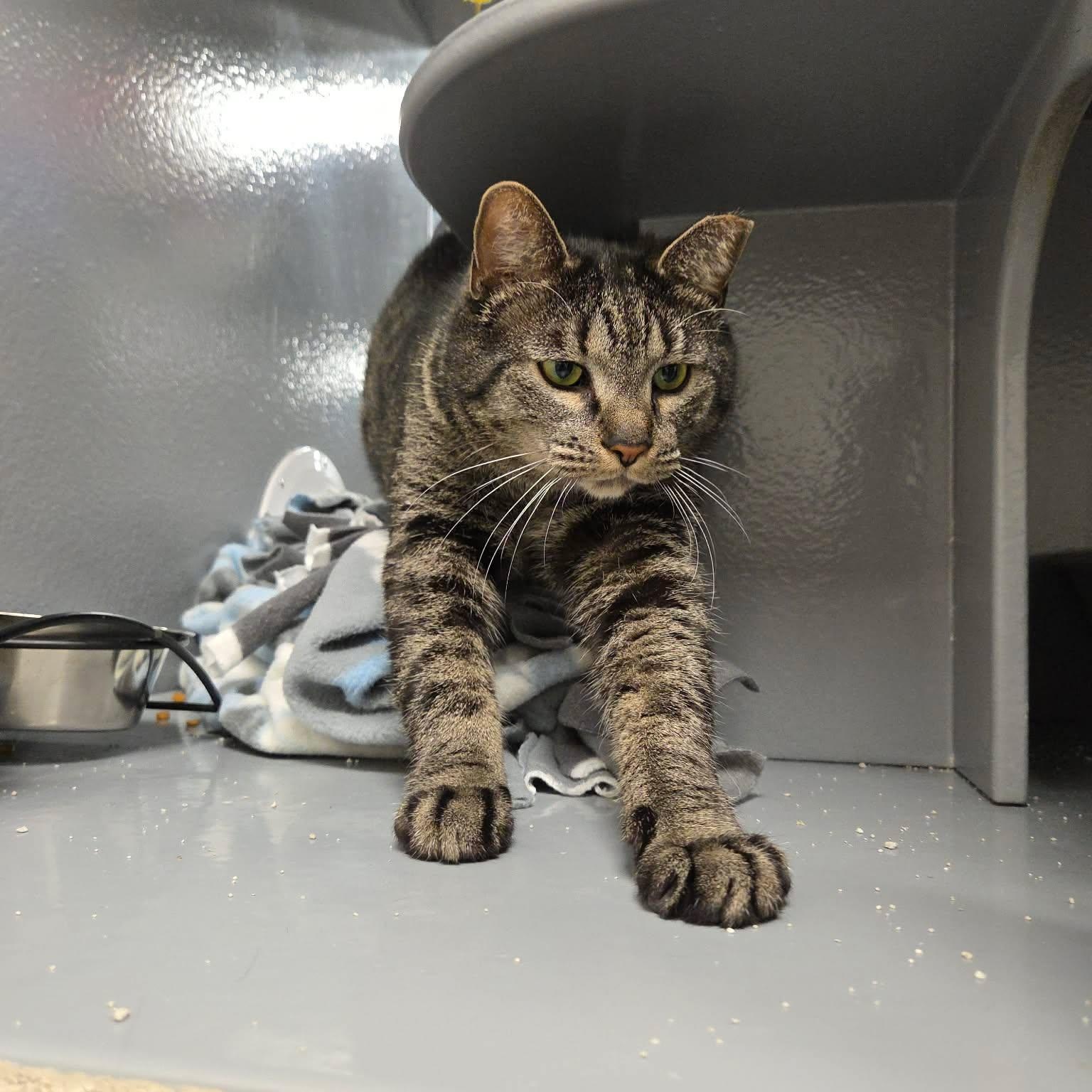 Zeke, Adoptable, Young Male Domestic Short Hair.