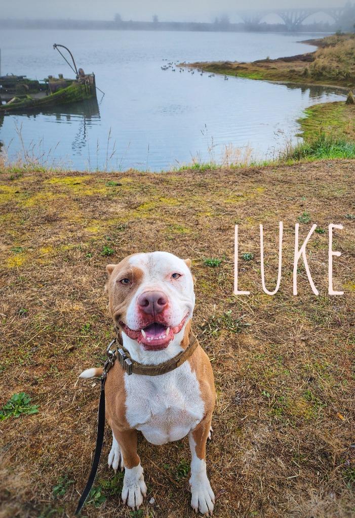 Enlarge Luke, a Adoptable Pit Bull Terrier in Gold Beach, OR image 1/2