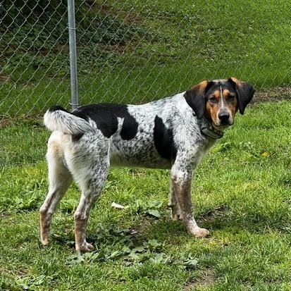 Jaxx - In Foster, ADOPTABLE, Adult Male Hound.