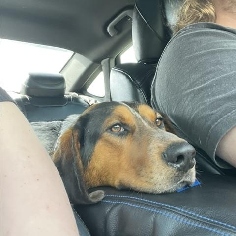 Jaxx - In Foster, a ADOPTABLE mixed breed in West Jefferson, OH image 4/5