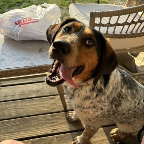 Jaxx - In Foster, a ADOPTABLE mixed breed in West Jefferson, OH image 5/5
