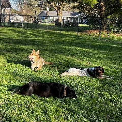 Jaxx - In Foster, a ADOPTABLE mixed breed in West Jefferson, OH image 3/5