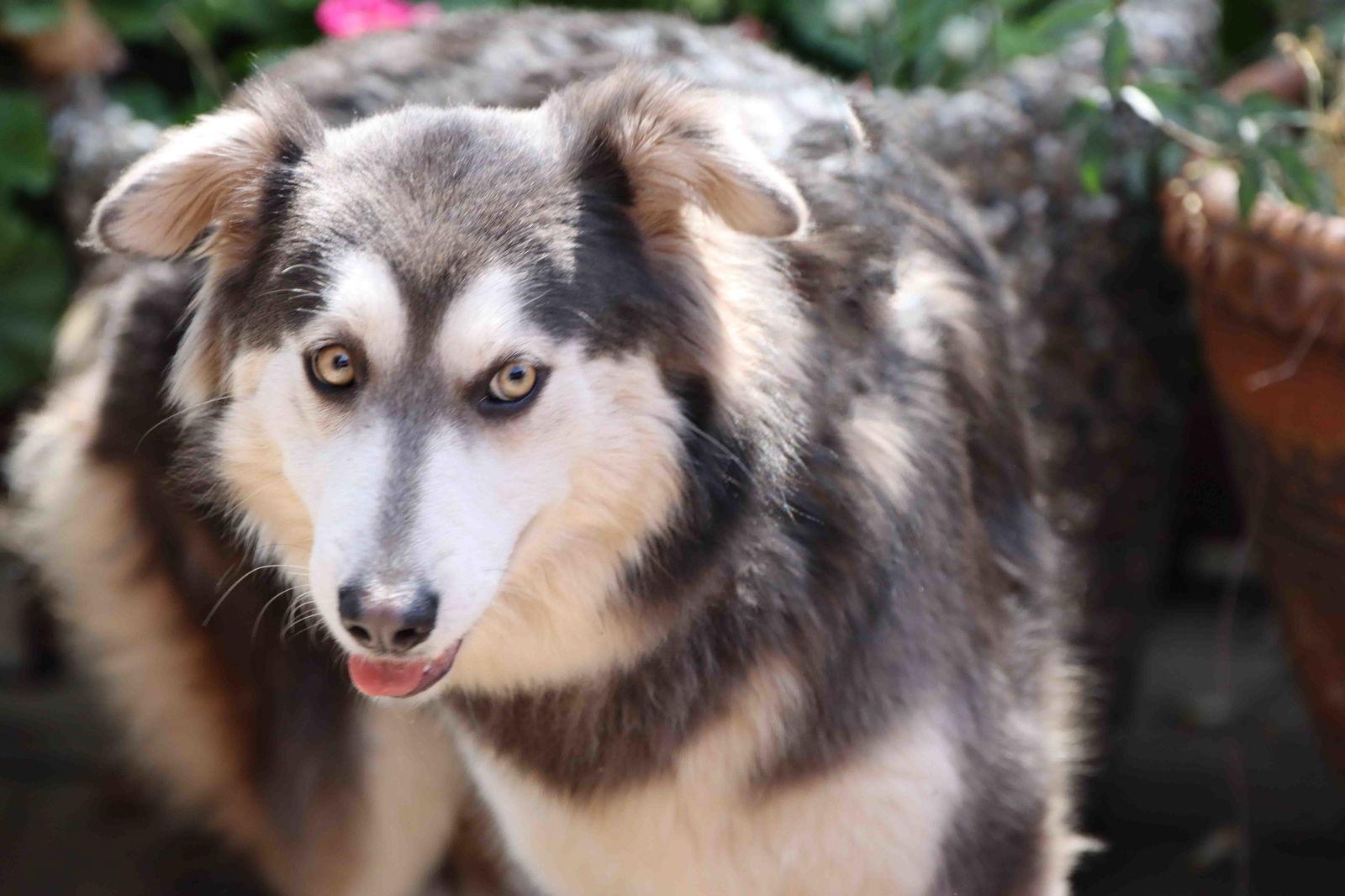 Enlarge Eclair, a Adoptable Siberian Husky in Walnut Creek, CA image 1/3
