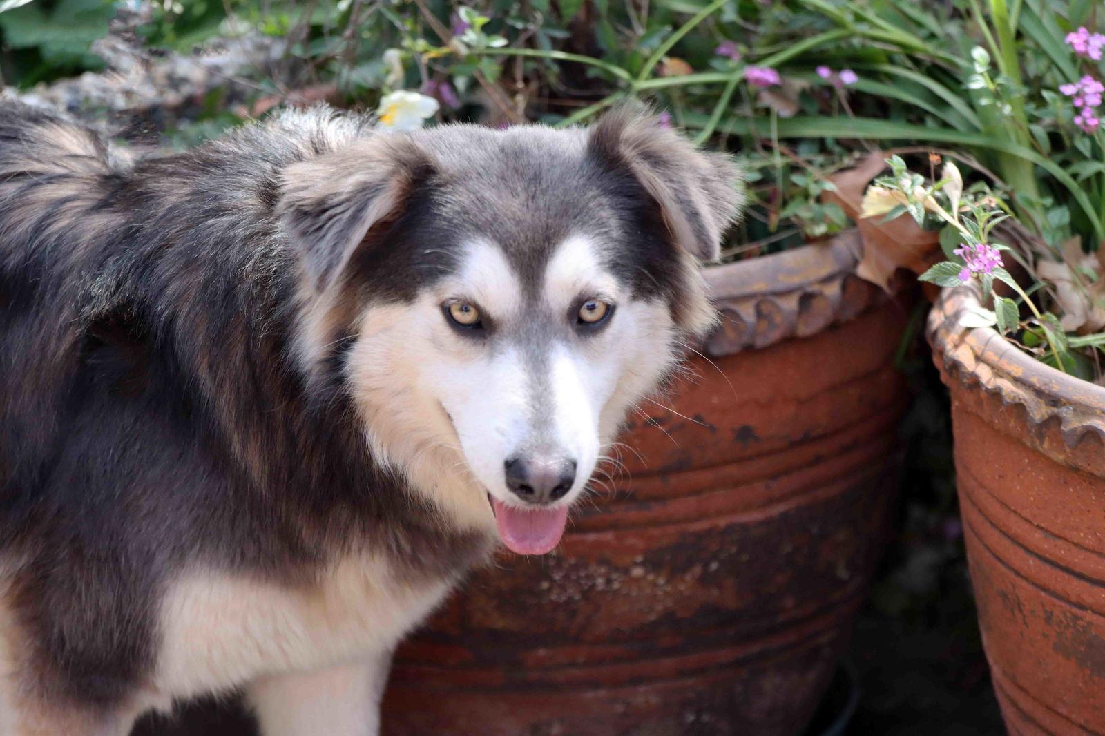 Enlarge Eclair, a Adoptable Siberian Husky in Walnut Creek, CA image 2/3