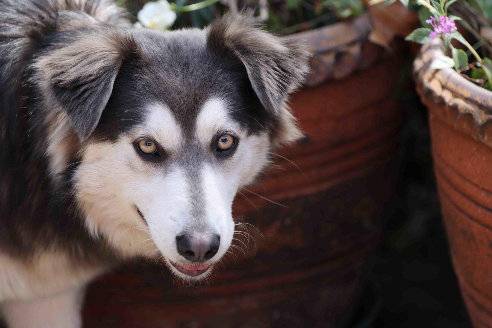 Enlarge Eclair, a Adoptable Siberian Husky in Walnut Creek, CA image 3/3