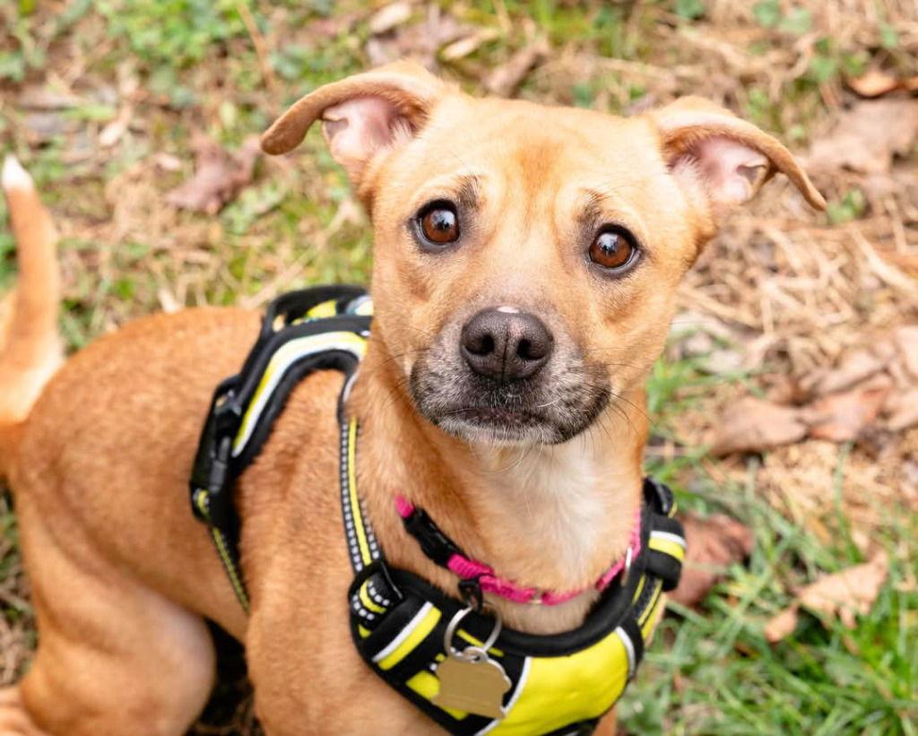 Sabel, Adoptable, Adult Female Chihuahua & Dachshund.