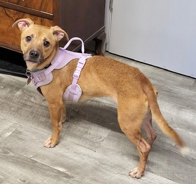 Sabel, Adoptable, Adult Female Chihuahua & Dachshund.