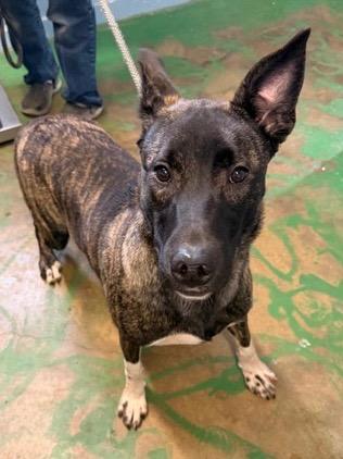 Buckwheat 26, Adoptable, Puppy Male Black Mouth Cur.